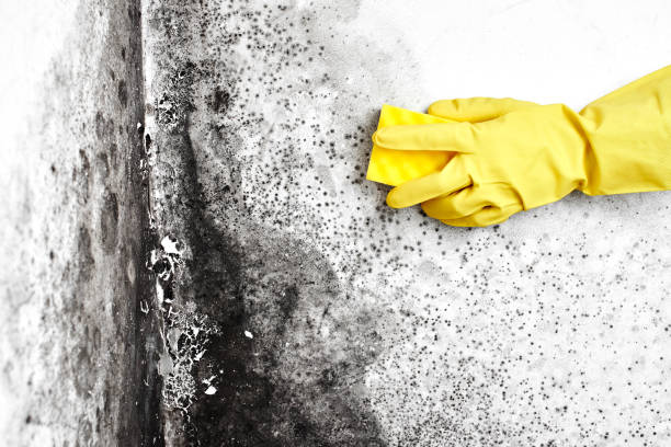 Best Mold Removal for HVAC Installations  in Waipio Acres, HI